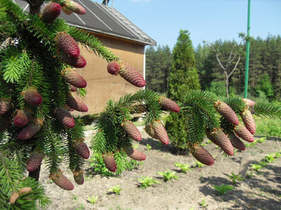 picea 1.jpg