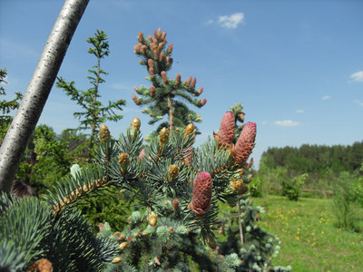 picea 2.jpg